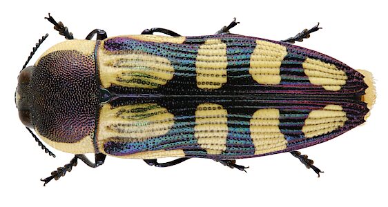 Castiarina malleeana, PL5839, female, from Hibbertia virgata (PJL 3647) stem base, (extracted live), EP, 11.8 × 4.0 mm
